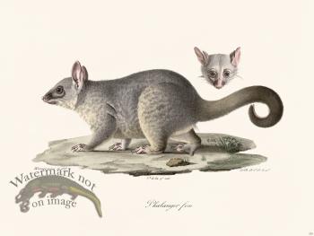 Cuvier 252 Phalanger Fem